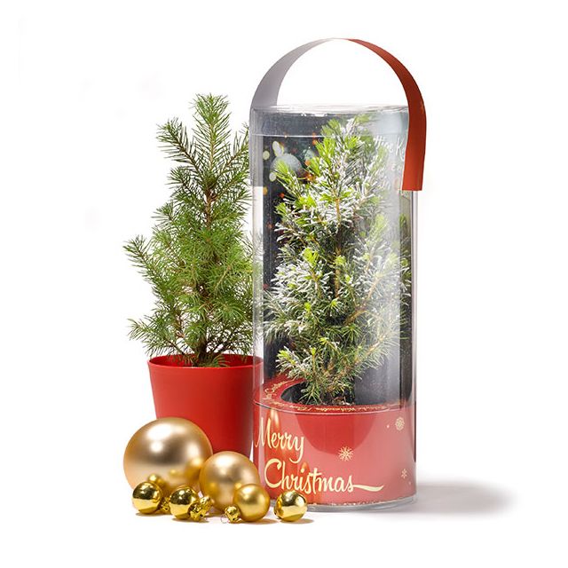 wandelen Betuttelen cafe Echte Mini Kerstboom Kopen? Goedkope Mini Kerstboom in pot