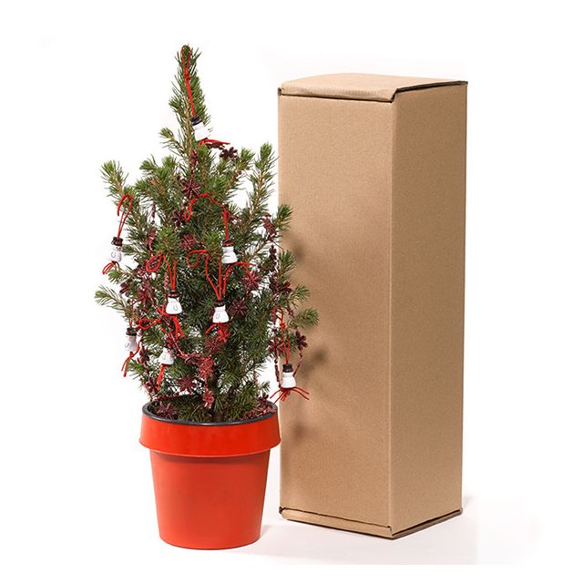 wandelen Betuttelen cafe Echte Mini Kerstboom Kopen? Goedkope Mini Kerstboom in pot