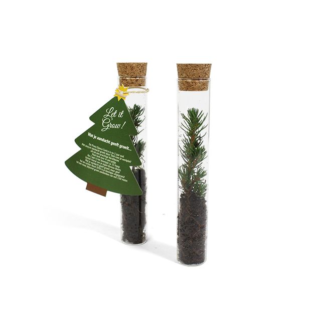 Kerstboom in glazen tube - Let it Grow!