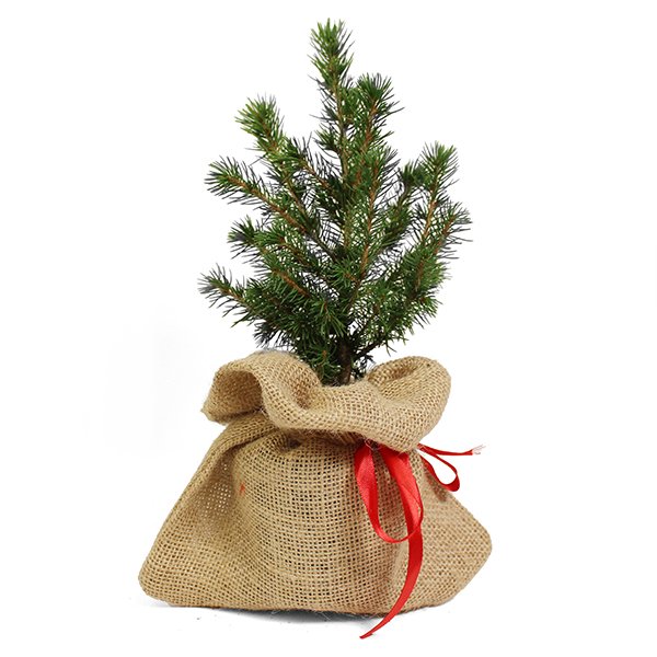 Kerstboom