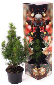 Kerstboom in geschenkdoos